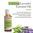 thumbnail image 2 of Lavender Essential Oil, 2 of 4