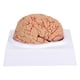 thumbnail image 1 of 1 PC Novela Modelo de cerebro humano Modelo de cerebro anatómico creativo médico (rosa), 1 of 6