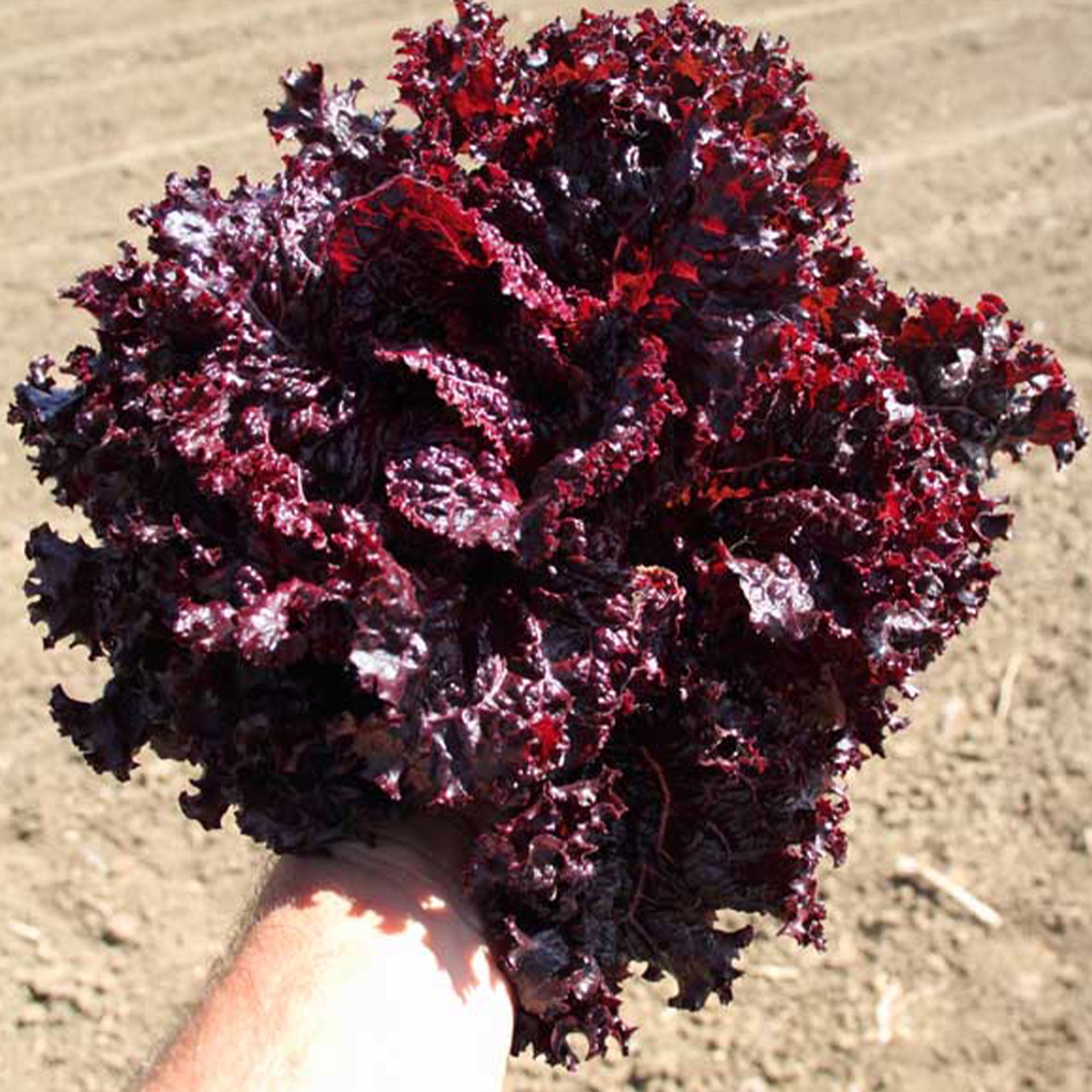 Lolla Rossa Darky Lettuce Seed 500 mg 300 Seeds Heirloom, Open
