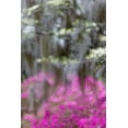 thumbnail image 2 of Jones, Adam 13x18 White Modern Wood Framed Museum Art Print Titled - Soft focus view of flowering dogwood trees and azaleas in full bloom in spring-Bonaventure Cemetery, 2 of 4
