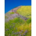 thumbnail image 2 of Gulin, Sylvia 19x24 Gold Ornate Wood Framed with Double Matting Museum Art Print Titled - USA-Washington State-Winona winter wheat with fence line and foreground of vetch, 2 of 4
