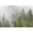 thumbnail image 2 of Paulson, Don 18x13 White Modern Wood Framed Museum Art Print Titled - Alaska Fog in spruce and hemlock forest, 2 of 4