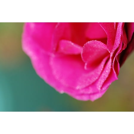 - LAMINATED POSTER Pink Flowers Dew Macro Color Pink Poster Print 24 x 36