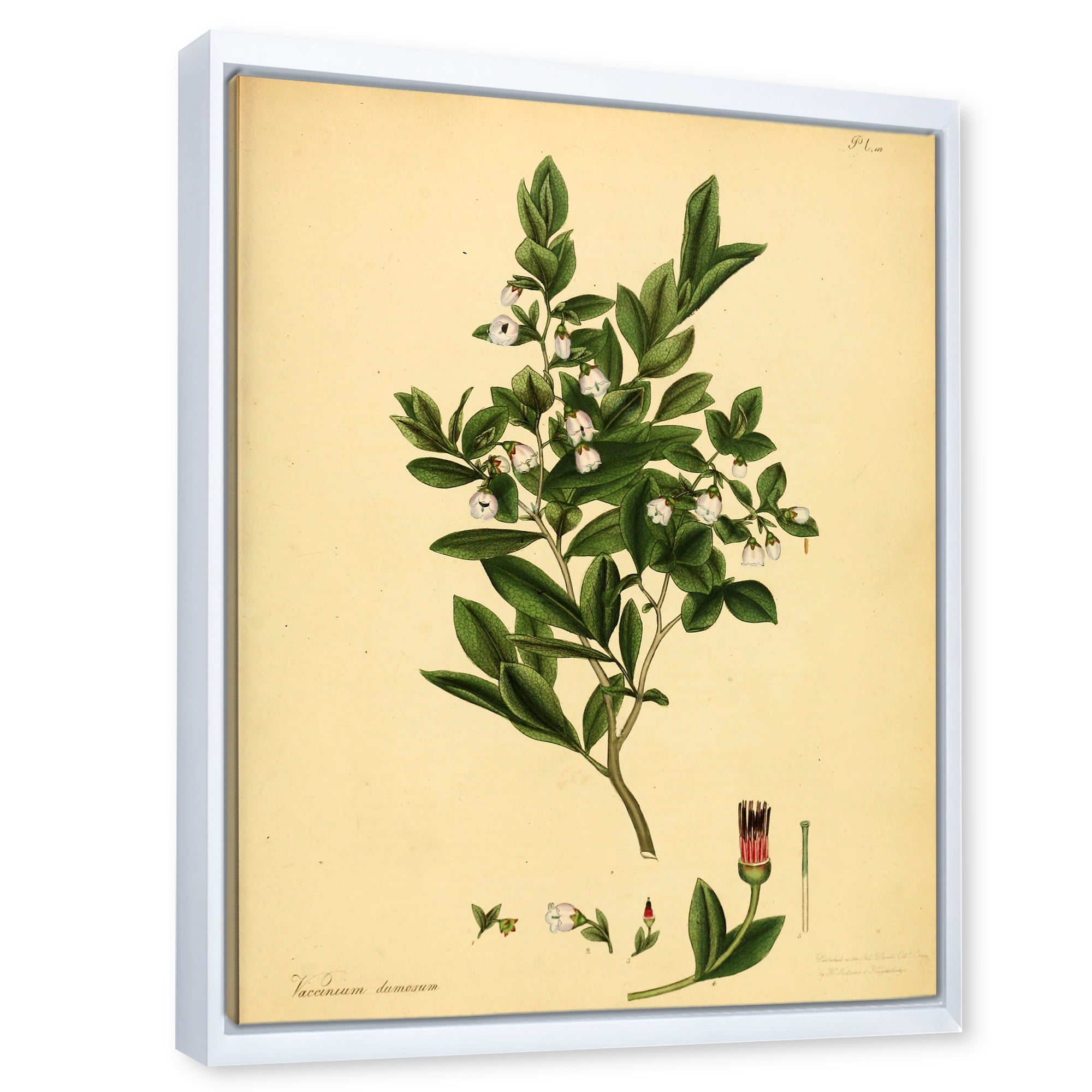 Designart 'Ancient Plant Life XXV' Traditional Framed Canvas Wall Art Print