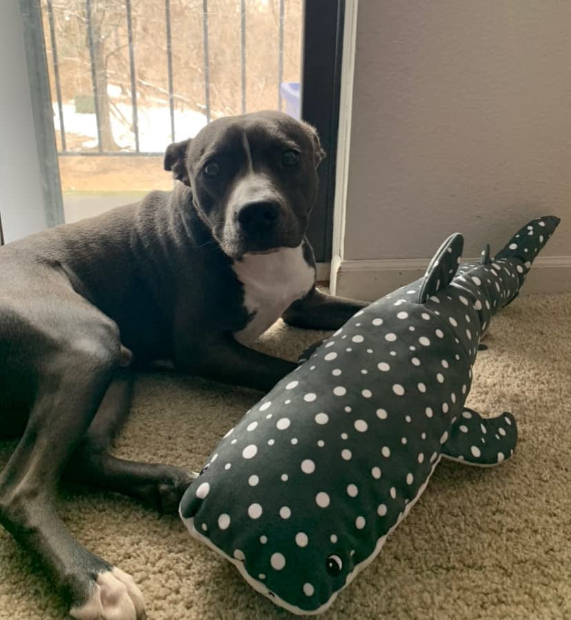 Snuggle Puppy Tender-Tuffs Big Shots - Bubba Whale Shark Large Stuffed Plush Toy with Puncture Resistant Squeaker for Medium and Big Dogs