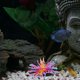 thumbnail image 1 of unbranded Planta Artificial Para Acuario Con Y Coral De Silicona Para Paisaje Acuático, 1 of 7