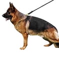 thumbnail image 3 of Dog Training Leash with Hook, Heavy Duty Dog Leash for Large, Medium and Small Dogs, 3 of 5