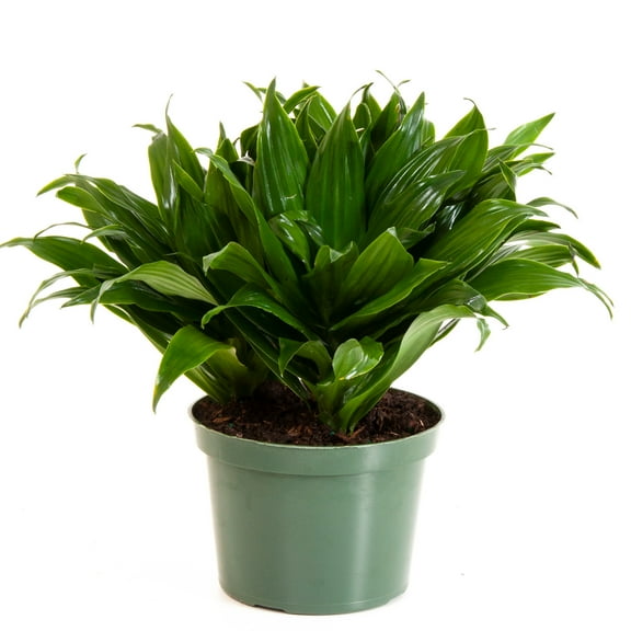 United Nursery Live Janet Craig Compacta Plant 10-16 inches Tall in 6-inch Grower Pot
