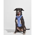 thumbnail image 3 of Wild One Cushioned Dog Harness, Moonstone, Extra Small, 3 of 5