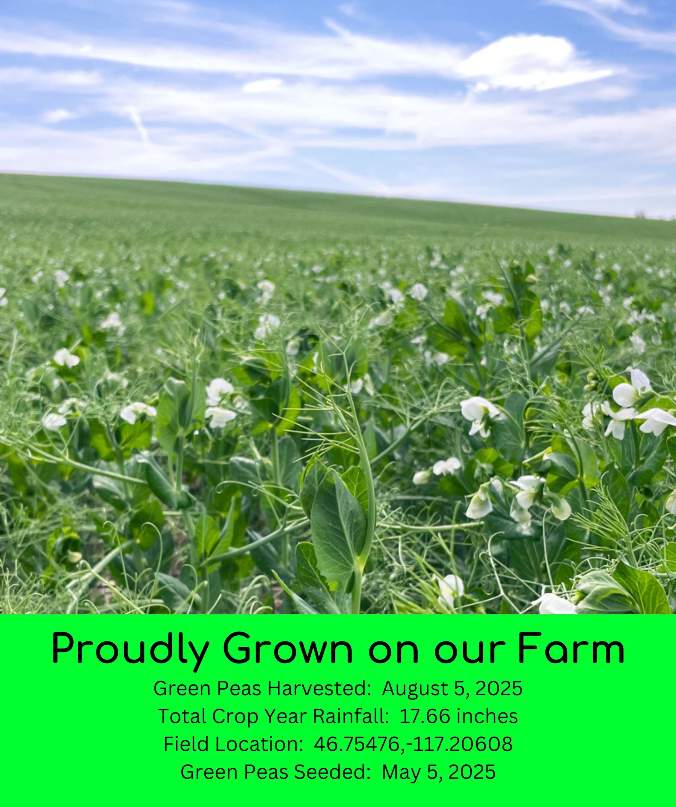 Emergency Legume Bucket Supply | Certified Glyphosate Residue Free | 75 LBS | Chickpeas, Lentils and Green Split Peas [25 lbs each]