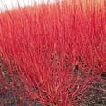thumbnail image 3 of Bright Red Dogwood Cuttings to Plant - No Roots, Easy to Grow, Privacy and Lanscaping Bush, Vibrant Red Bark - Ships from Iowa, USA (100 Cuttings), 3 of 4