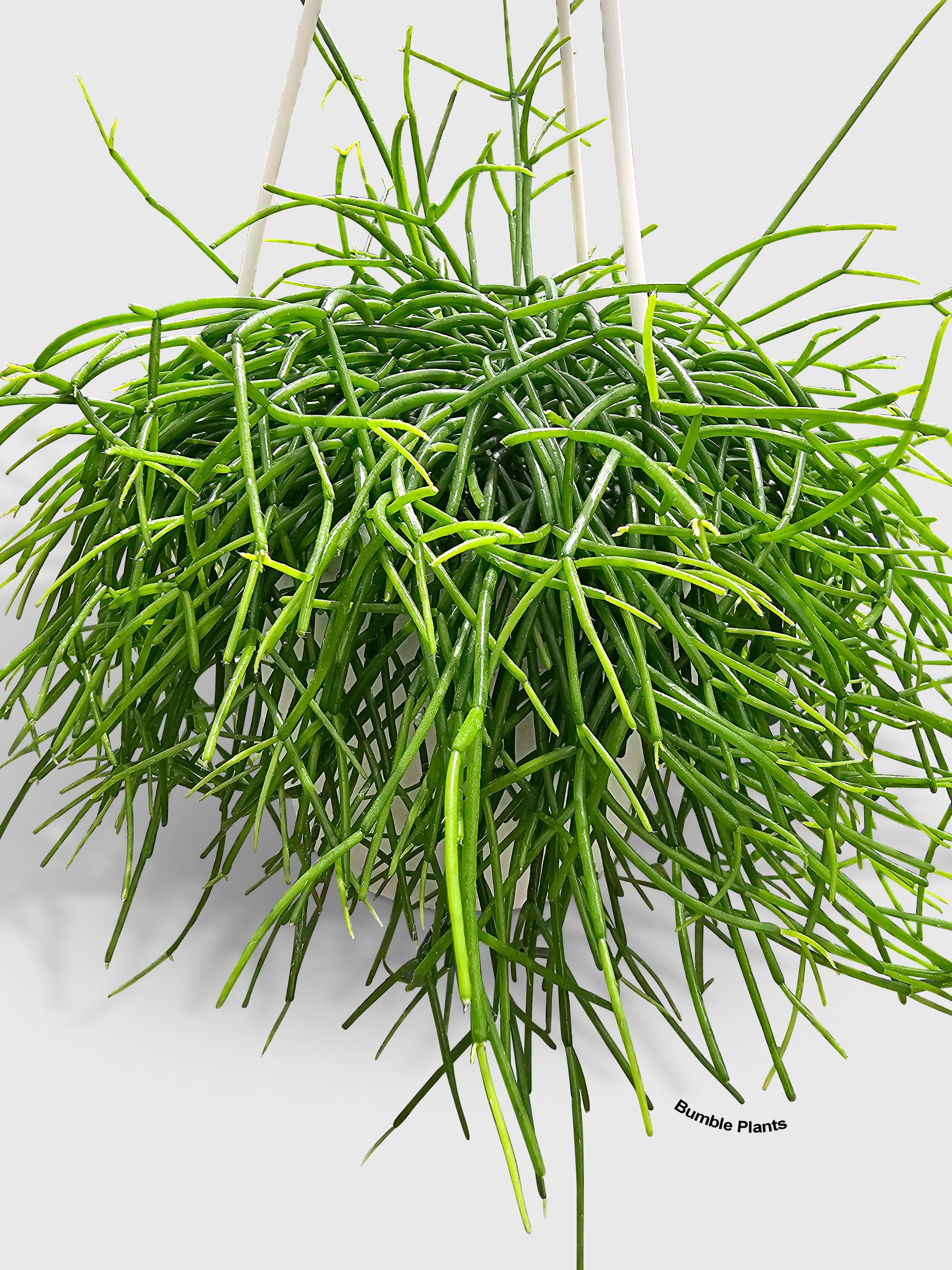 Rhipsalis Cashero Mistletoe Cactus - Live Air-Purifying Indoor Plant in Nursery Pot – Easy Care, Low Maintenance Houseplant for Home & Office Decor, Natural Air Cleaner, Best for Beginners (Small)