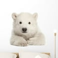 thumbnail image 1 of Polar Bear Cub Ursus Wall Mural by Wallmonkeys Peel and Stick Graphic (24 in W x 24 in H) WM147451, 1 of 4