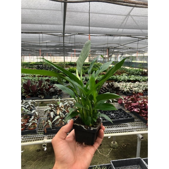Peace Lily 'Spathiphyllum Wallisii' - Live Air-Purifying Indoor Plant in Nursery Pot – Easy Care, Low Maintenance Houseplant for Home & Office Decor, Natural Air Cleaner, Best for Beginners (3"Pot)