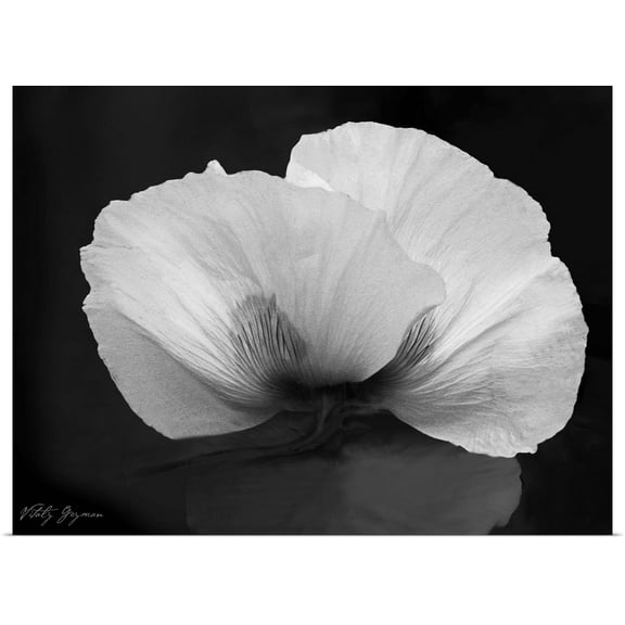 Great BIG Canvas | Rolled Vitaly Geyman Poster Print entitled Night Poppy II