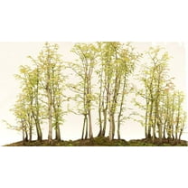 Redwood Forest Bonsai Tree Seeds - 40 Seeds - Sequoia Bonsai Seeds for Planting - Sequoia sempervirens