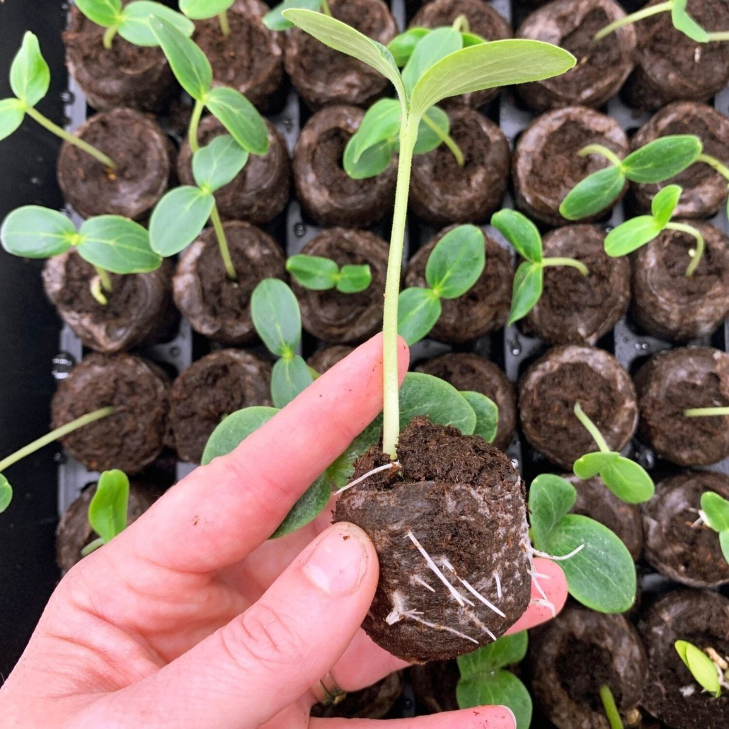 Jiffy 36 Cell Plastic Seed Starting Greenhouse Kit, 36mm Peat Pellets (Pack of 4)