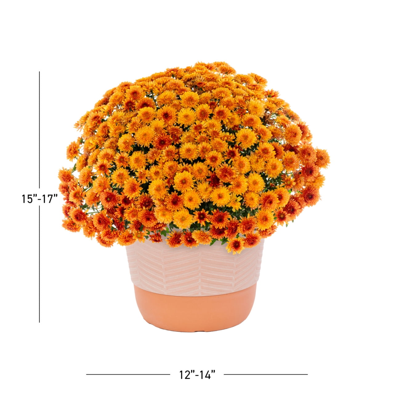 Better Homes & Gardens 1.5G Orange Garden Chrysanthemum Plant Decorative Pot Sun