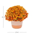 thumbnail image 2 of Better Homes & Gardens 1.5G Orange Garden Chrysanthemum Plant Decorative Pot Sun, 2 of 6