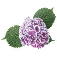 thumbnail image 5 of Hydrangea-Cityline-Mars - QT Pot (Shrub), 5 of 8