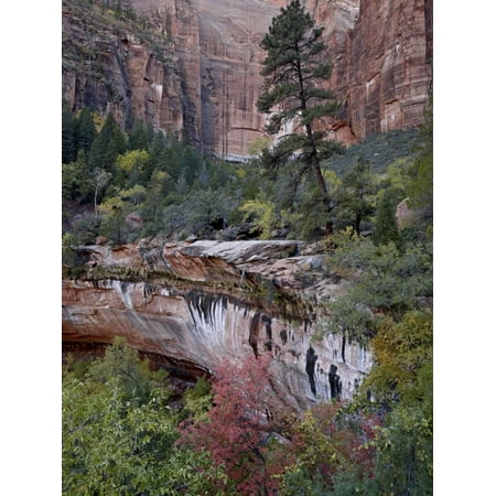Red Rock Maple Grove Evergreens, Red Maples, and Red Rock on the Emerald Pools Trail, Zion National Park, Utah, USA Print Wall Art By James Hager ()