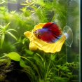 thumbnail image 4 of QuickGo Betta Hammock Shell, Suction Cup Shell with Bow Fish Bed, Resting Spot Bubble Nesting Bed for Betta Fish Tank Decor, 4 of 4