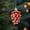 Red, variant on Beollynier 6pcs 2.36 Inch Christmas Pinecone Ornaments Hanging Decor for Tree Wreath Table Holiday Party Decorations Reusable Plastic Pinecone Decor