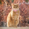 thumbnail image 4 of ADDHAT 5Ud Collar Decorativo Para Reflectante Y Portátil Multicolor Con, 4 of 6