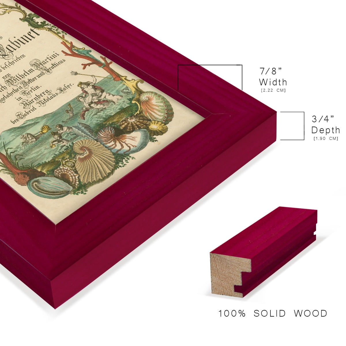 Cabinet of Conchology -Framed Print w/glass-Cherry Red