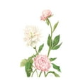 thumbnail image 2 of Shirley, Pamela 22x32 Gold Ornate Wood Framed with Double Matting Museum Art Print Titled - Peony I, 2 of 4