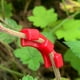 thumbnail image 3 of Herramientas y mejoras para el hogar: dobladores de plantas de 90 grados, dobladores de ramas, herramientas auxiliares, accesorios de jardinería, entrenador de tallos de plantas, suministros de jardin, 3 of 3