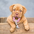 thumbnail image 5 of Durable Interactive Dog Chew Toy for Aggressive Chewers Long Lasting Bone Design Promotes Health and Playful Engagement, 5 of 5