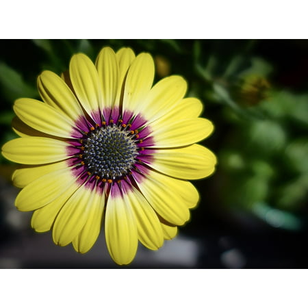 Canvas Print African Daisy Flower Yellow Garden Gerbera Blossom Stretched Canvas 10 x 14