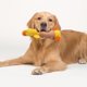thumbnail image 4 of Mascotas Perro Felpa Masticar Juguetes Cachorro Squeaky Molar Suave Juguetes Interactivos (Pato Amarillo) JShteea Libre de BPA, 4 of 9
