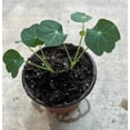 thumbnail image 5 of 2 Nasturtiums Plants Live for Planting, Annual Nasturtium Flowering Vines, Vibrant Blooms 4-6 Inch Tall for Planting Outdoor in 4 Inch Pot, 5 of 6