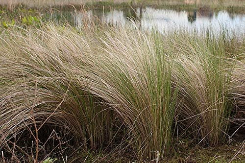 Sand Cord Grass I 3 Large Gallon Size Plants I Spartina Bakeri I Live Plants, Salt-Tolerant Native Grass for Wetlands, Erosion Control, and Coastal Landscaping