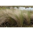 thumbnail image 2 of Sand Cord Grass I 3 Large Gallon Size Plants I Spartina Bakeri I Live Plants, Salt-Tolerant Native Grass for Wetlands, Erosion Control, and Coastal Landscaping, 2 of 5