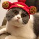thumbnail image 4 of Cómoda gorra de poliéster para gatos y perros, adorable y portátil, ligera para mascotas, 4 of 5