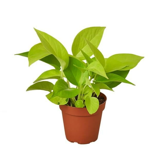House Plant 6-POTHOS-NEON Neon Pothos Plant in 6 in. Pot