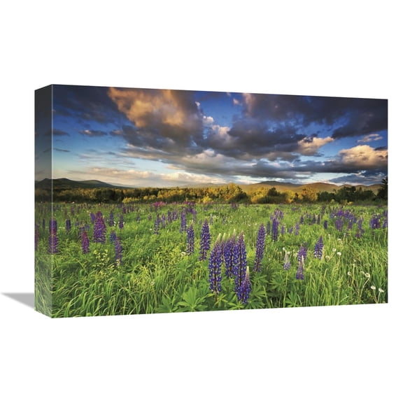 Global Gallery's 'Lupine Sunset' By Katherine Gendreau Stretched Canvas Wall Art