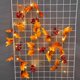 thumbnail image 5 of de Hojas de Arce de 2M, Decoración de Otoño, Luces LED Nocturnas Alimentadas Por Batería, Luces de Hadas para , Sala de  rojos BLESIY Luces de hadas, 5 of 8