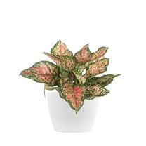 United Nursery Live Aglaonema Ruby Ray Houseplant 12-14 in Tall in 6-inch Premium Ecopot Pure White