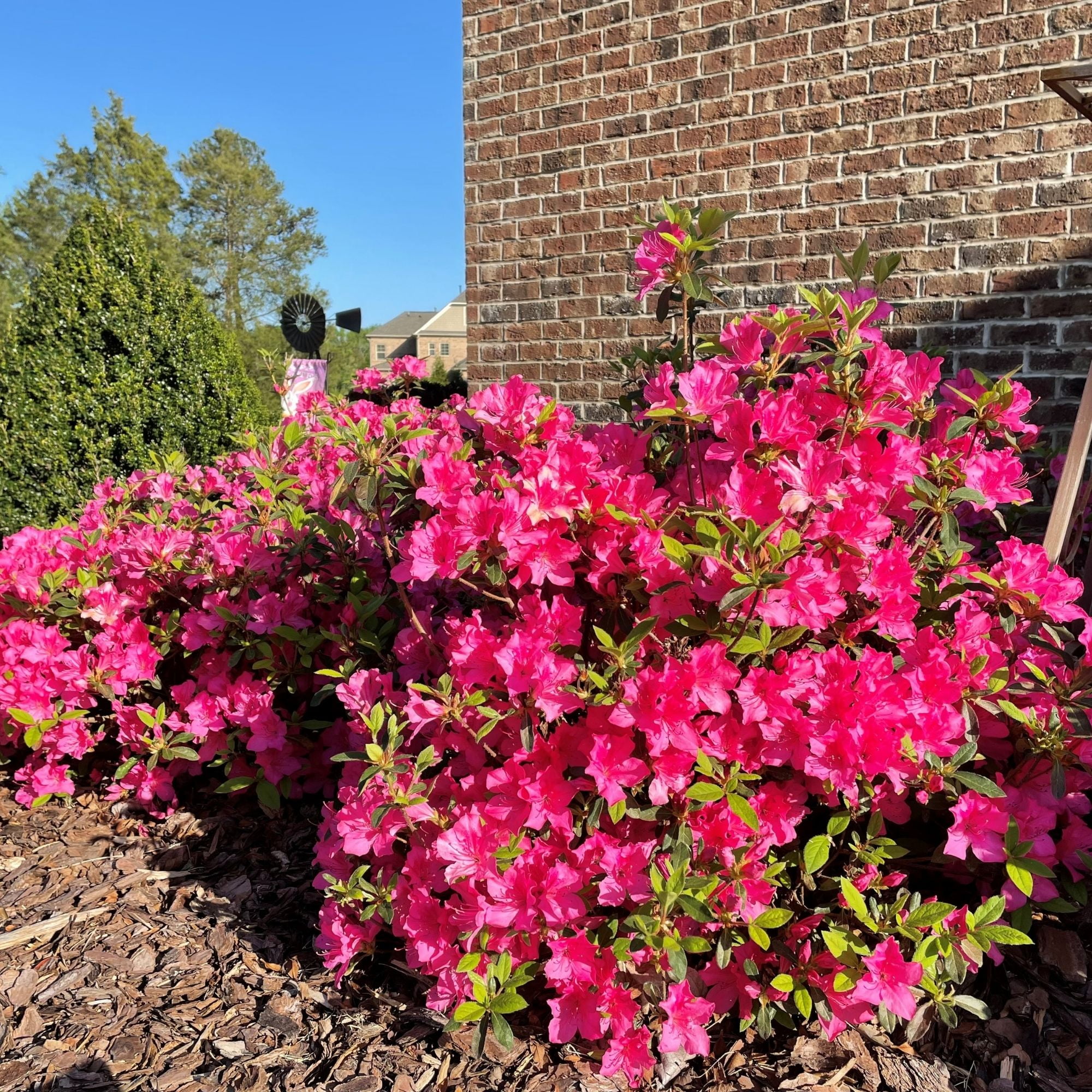 Encore Azalea Autumn Sangria Live Shrubs