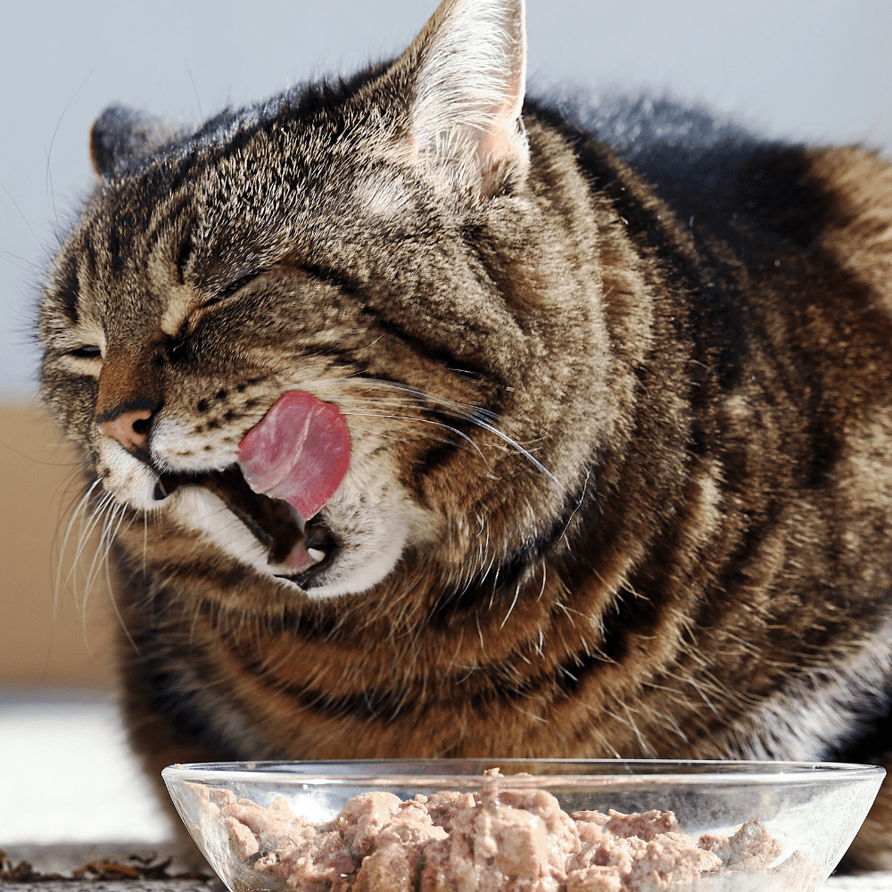Friskies Lickables Cat Food - 3 Flavors (1) Each: Ocean Whitefish, Chicken, Tuna  | MerlinsMart Zine, Percy Loves Pal Furresher, & Catnip Toy
