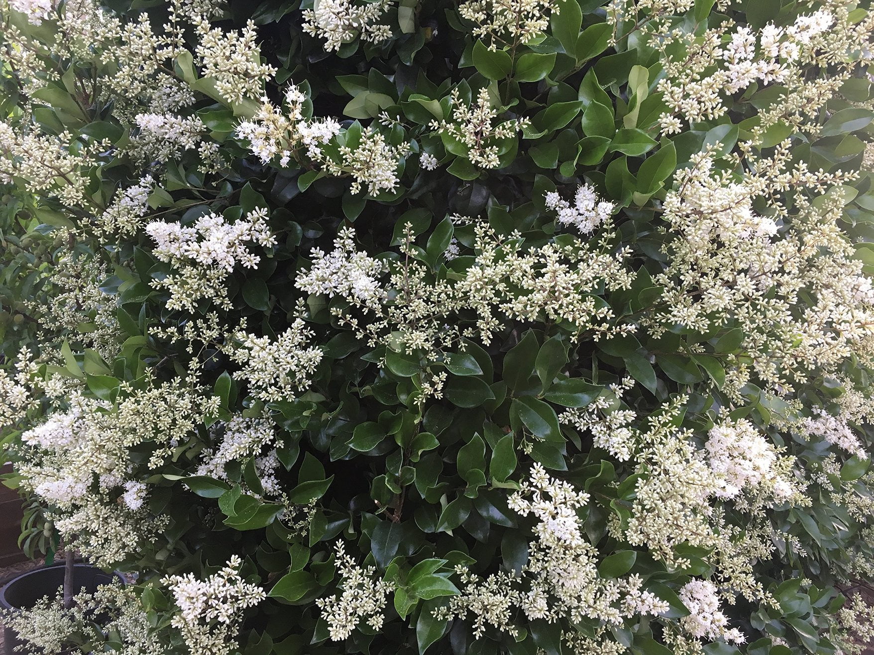 Ligustrum Waxleaf Privet - 3 Live Plants 2" Pot Size - Evergreen Privacy Hedge