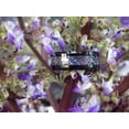 thumbnail image 3 of Black Tungsten Celtic Dragon Rings Purple Carbon Fiber, 3 of 3