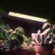 thumbnail image 1 of Luz de Grow Light de 20W Spectrum Grow 5000K 270/540leds Phytolamp Grow Light 10 Niveles para plántulas hidropónicas Flor de verduras, 1 of 9