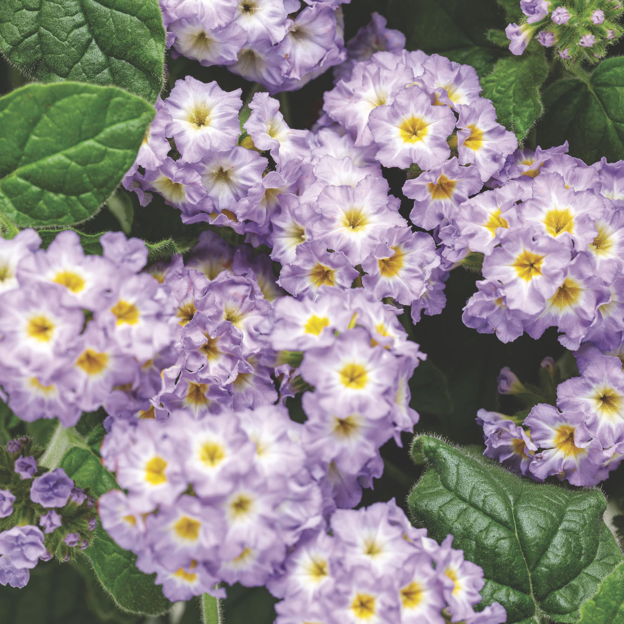 Proven Winners 4" Purple Augusta Lavender Heliotrope Live Plant in 4.25" Pot (4 Count)