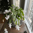 thumbnail image 5 of Live Christmas Cactus Plant, Holiday Cactus, Succulent Houseplant, White Flowers, 3 - 5 Inches Tall, 5 of 5