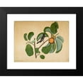 thumbnail image 2 of Sheikh Zain al-Din 24x18 Black Modern Framed Museum Art Print Titled - Oriental Magpie Robin with Katydid and Leaf Hopper on Monkey Jack Branch (1778), 2 of 5